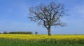 A tree without leaves in the rapeseed field Royalty Free Stock Photo