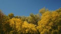 Tree leaves rustle in the wind