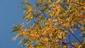 Tree leaves rustle in the wind