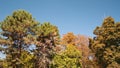 Tree leaves rustle in the wind