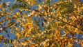 Tree leaves rustle in the wind