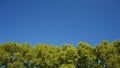 Tree leaves rustle in the wind