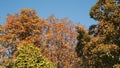 Tree leaves rustle in the wind