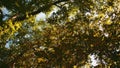 Tree leaves rustle in the wind