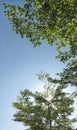 Tree leaves seen from below against the background of bright morning sky Royalty Free Stock Photo