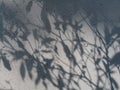 Tree leaves shadow on wall background, Abstract Background Cement Wall Shadow Light Concept Royalty Free Stock Photo