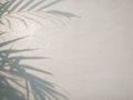 Tree leaves shadow on wall background, Abstract Background Cement Wall Shadow Light Concept Royalty Free Stock Photo