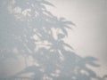Tree leaves shadow on wall background, Abstract Background Cement Wall Shadow Light Concept Royalty Free Stock Photo
