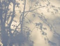 Tree leaves shadow on wall background