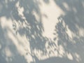 Tree leaves shadow on wall background