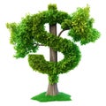 A tree with leaves in the shape of dollar signs on a white or transparent background. Money tree close-up, frontal view Royalty Free Stock Photo