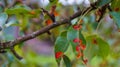 Tree leaves with signs of the disease close-up