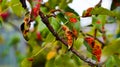 Tree leaves with signs of the disease close-up