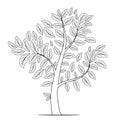 Tree with leaves silhouette on white background. Coloring book p