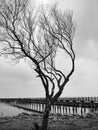 The tree without leaves standing near the seaside bridge Royalty Free Stock Photo