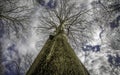 A tree without leaves strives for sunlight Royalty Free Stock Photo