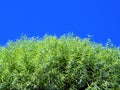 Tree leaves in sunlight against blue sky