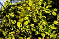 A tree with leaves is in the sunlight