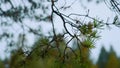 tree leaves sway slowly against the blue sky