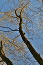 A leafless tree illuminated by an orange setting sun against a blue sky with clouds. Royalty Free Stock Photo