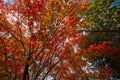 Tree leaves turning color in the autumn foliage Royalty Free Stock Photo