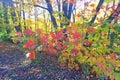 Tree leaves turning red in autumn Royalty Free Stock Photo