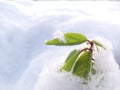 Tree leaves under snow and ice macro photo Royalty Free Stock Photo