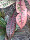 Tree leaves with a unique and colorful texture.