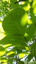 Tree leaves walnut nature background peace around summer season