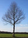 Tree without leaves in winter Netherlands
