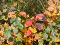 Tree leaves in yellow, pink, purple, brown and orange colours in autumn in sunlight