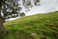 A tree on the left provides a frame to a furrowed grass covered field.