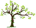Tree with liana and vine Royalty Free Stock Photo
