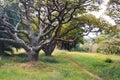 Tree with lichen and moss in park - Beautiful mystery tree background with grassy path in autumn Royalty Free Stock Photo