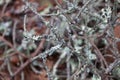 Tree lichens cover small intertwined branches