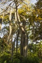 Tree with long hair.