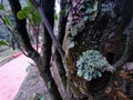 Tree lichens and mosses on tree bark