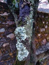 Tree lichens and mosses on tree bark