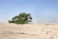 Tree of life a 400 year-old mesquite tree Bahrain