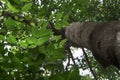 Tree of Life, Amazing Banyan Tree