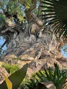 The Tree of Life, Animal Kingdom, Orlando Florida Royalty Free Stock Photo