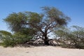 Tree of life Bahrain Royalty Free Stock Photo