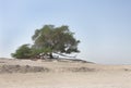 Tree of life in Bahrain, a 400 year-old tree