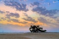 Tree of Life in Bahrain in Landscape Format Royalty Free Stock Photo