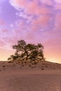 Tree of Life in Bahrain in Portrait Style Royalty Free Stock Photo
