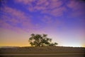 Tree of Life in Bahrain Sunrise Royalty Free Stock Photo