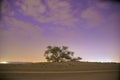 Tree of Life in Bahrain Sunrise Royalty Free Stock Photo