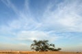 Tree of life with beautiful flaky sky, Bahrain Royalty Free Stock Photo