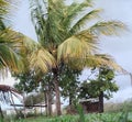 Tree of life the cocos nucifera