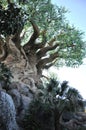 Tree of Life in Disney Animal Kingdom Royalty Free Stock Photo